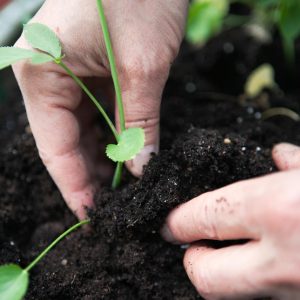Händer som planterar en planta i jord